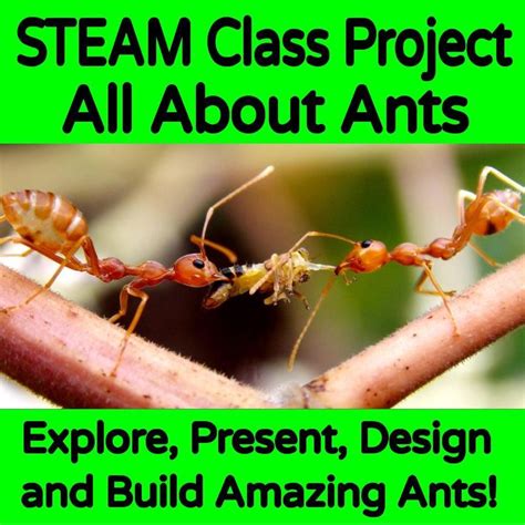 Steam Project All About Ants Elementary Science Presentation Rubric