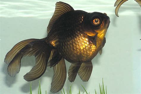 Download this free vector about set of fish with big eyes, and discover more than 14 million professional graphic resources on freepik. Black Telescope - Wikipedia