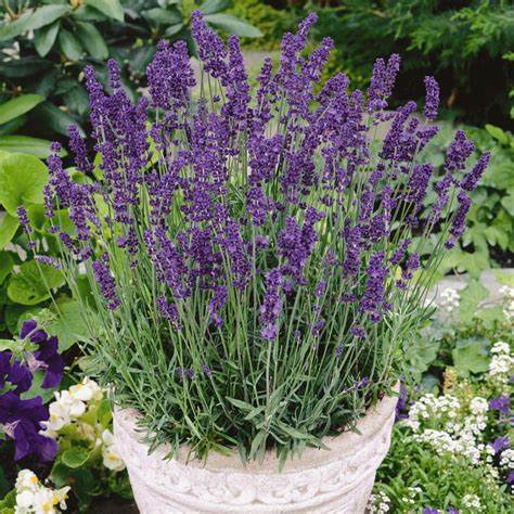 Best Outdoor Plants To Keep Bugs Away - Plants That Keep Flies Away