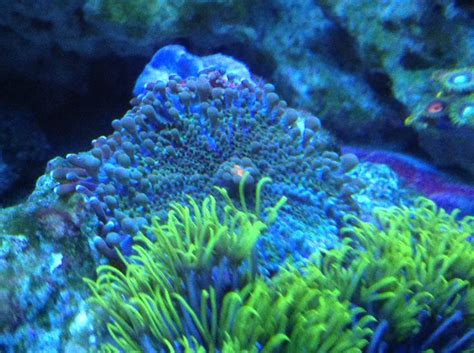 My Ricordea Mushroom Growing Already Nano Reef Tank Reef Tank