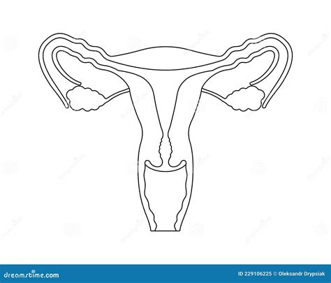 Female Reproductive System In Line Style Anatomically Correct Female Reproductive Organs