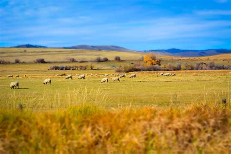 Free Images Marsh Wilderness Track Field Meadow Prairie Animal
