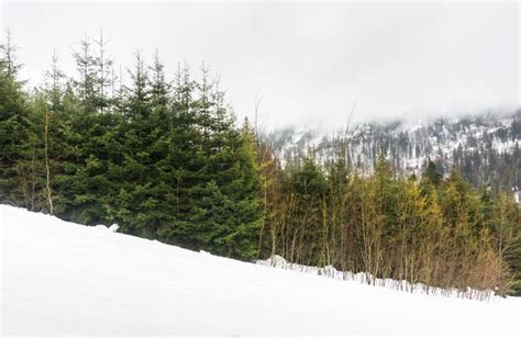 Premium Photo Fir Trees On The Snow Covered Mountains Carpathians