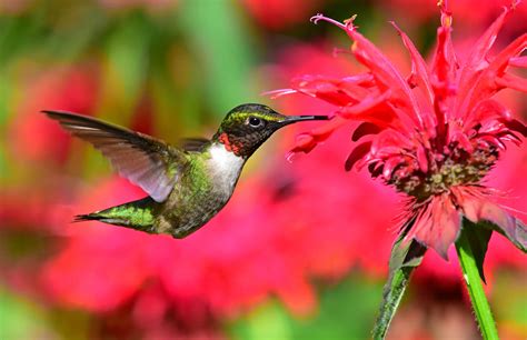 Ruby Throated Hummingbird American Bird Conservancy