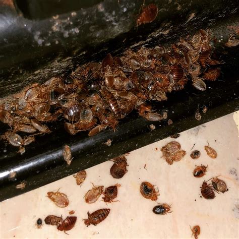 Bed Bug Shells What You Need To Know Outdoor Pests