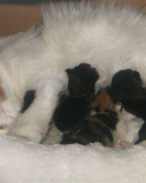 How to Take Care of Newborn Kittens: Week by Week ...