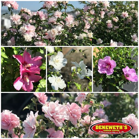 Beautiful Rose Of Sharon Shrubs Add A Pop Of Color To Your Privacy