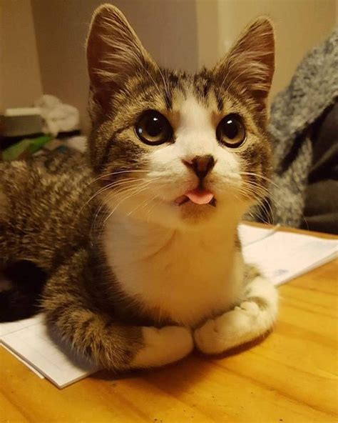 Blep Join Our Group Happy Cats Cute Funny Cat Kitten Pictures Videos
