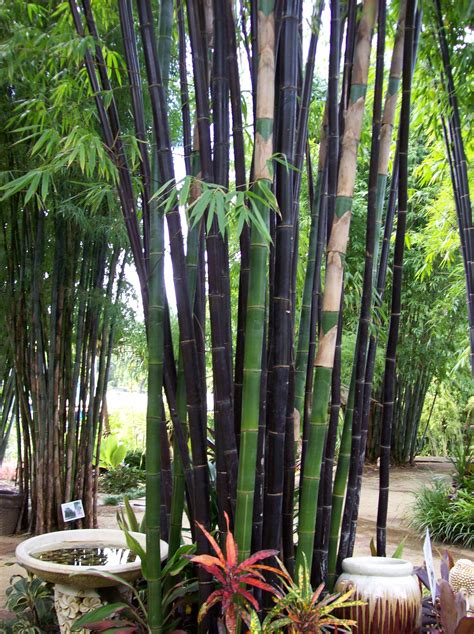 Timor Black Bamboo Bamboo Down Under