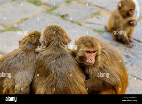 Group Of Monkeys Huddle Together As A Young Monkey Sits Far Off Stock