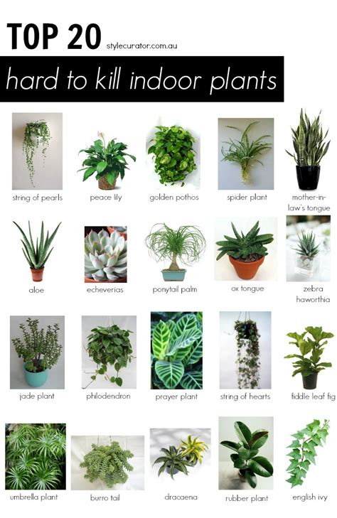 Indoor Plants Pictures And Names Houseplants Types Smelling