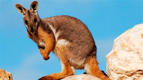 11 Animales Que Sólo Verás En Australia Dingoos