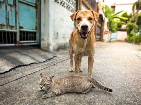 Cat And Dog Is A Friend On The Street Stock Image Image Of Short