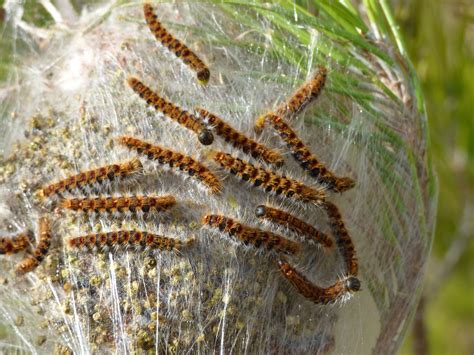 free images insect fauna invertebrate caterpillar close up plague nest larva cocoon