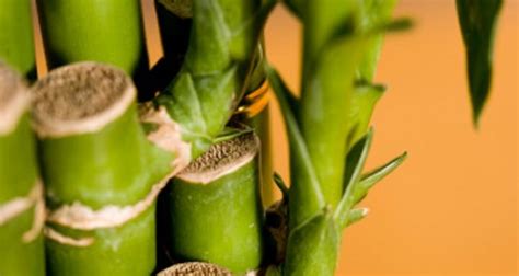 Do not fertilize your bamboo during its first year of. Bamboo plant leaves turning yellow