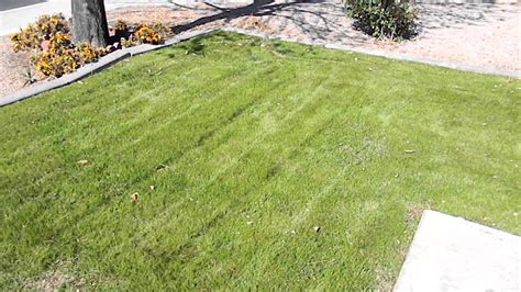 How To Plant Winter Grass Update 3 4 Months After Planting The Rye