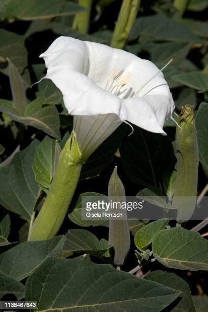 Datura Wrightii Photos And Premium High Res Pictures Getty Images