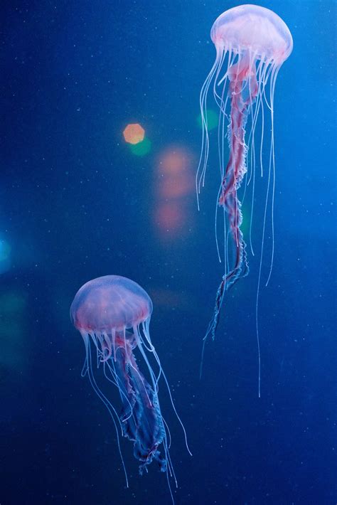 Sarlacc Jellyfish Jellyfish Art Jellyfish Beautiful