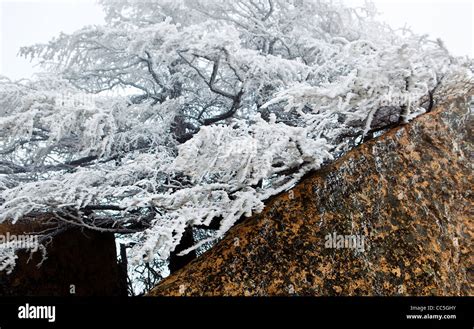 Ice Rimmed Tree Wuling Mountain Beijing China Stock Photo Alamy