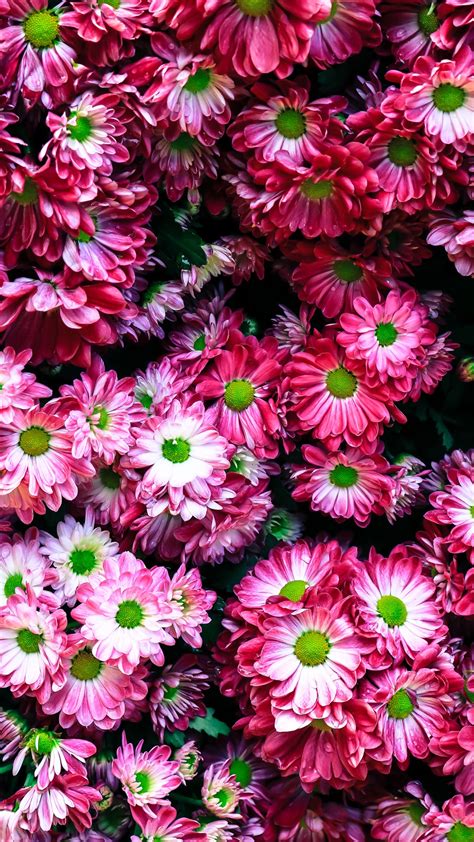 Many Pink Flowers Iphone X 876543gs Wallpaper Download
