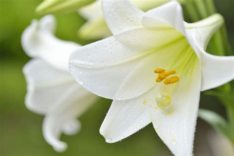 Easter Lily Care Guide