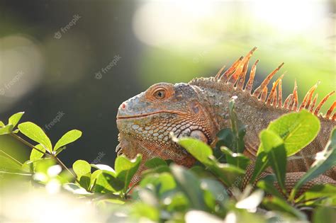 Premium Photo Iguana Is A Genus Of Herbivorous Lizards That Are Native To Tropical Areas Of