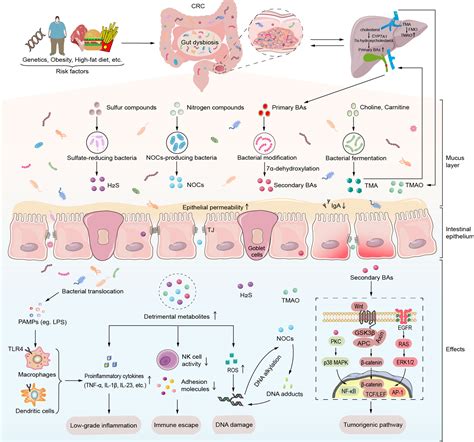 Frontiers Gut Microbiota Derived Metabolites In Colorectal Cancer