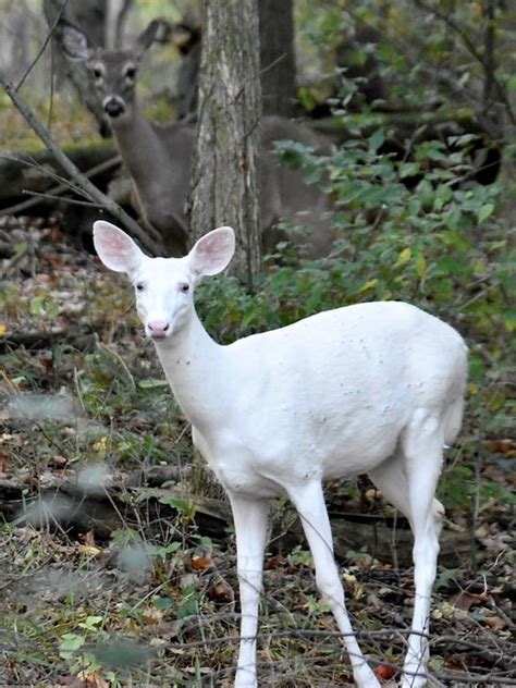 Rare White Deer Roams Kensington Metropark