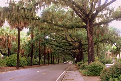 What to see in atlanta. Does Savanah have Palm Trees? (Atlanta, Columbus ...