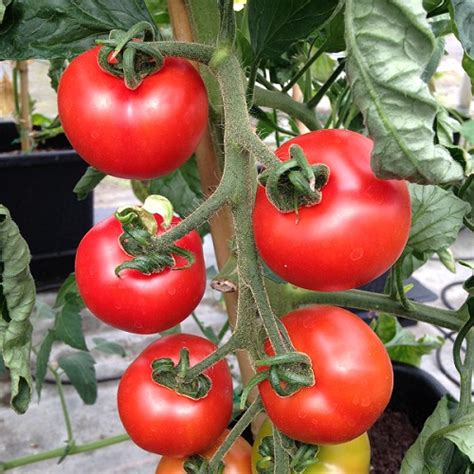 Tomato Seeds Shirley