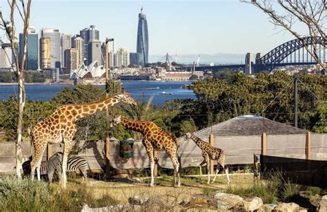 Sydney Taronga Zoo Ticket Mit Rückfahrt Mit Der Fähre Getyourguide