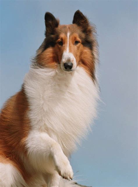 Lassie The Dog Dreamworks Animation Wiki Fandom