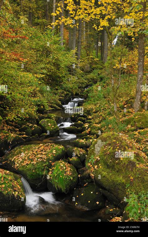 Forest Stream Triberg Im Schwarzwald Schwarzwald Baar Black Forest