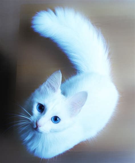 ~ Turkish Angora ~ Angora Cats Turkish Angora Cat Cats