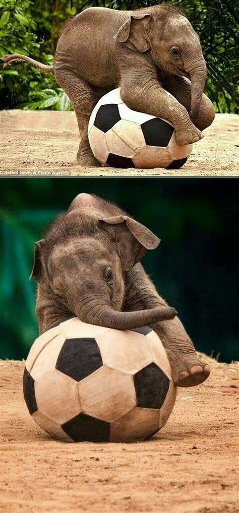 Elephant Plays Football Elephants Playing Elephant Cute Animal Photos
