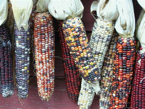 Maïs doux : planter et cultiver - Ooreka