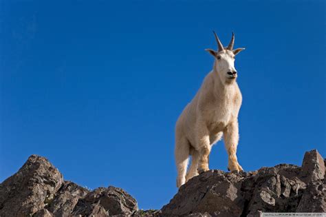 47 Bing Mountain Goat Wallpaper