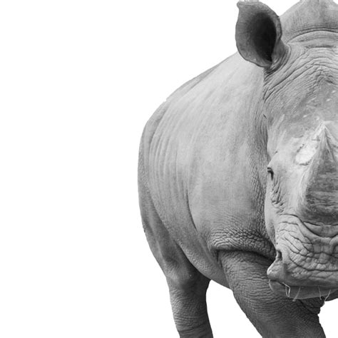 Donate Rhino Conservation Save The Rhino International