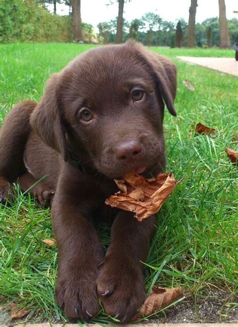 Maybe you would like to learn more about one of these? 14 Reasons To Avoid Labradors At All Cost!