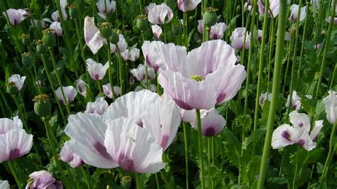 Aeroponic Persian White Poppies The Ethnobotanical Garden Shroomery