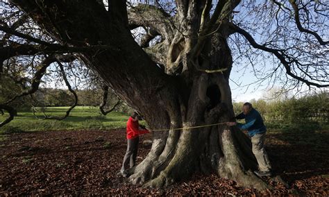 A 300 Year Old Horse Chestnut Tree Named Uks Largest Environment