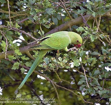 Ring Necked Parakeet Wild In The Uk Woodcote Photography