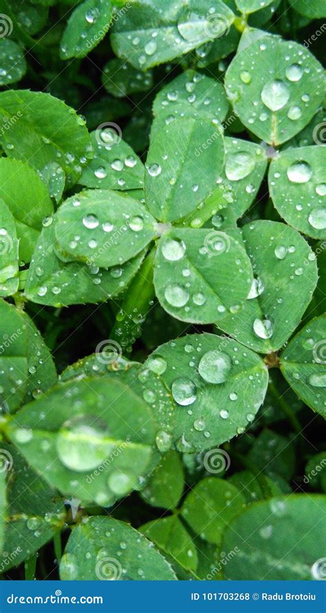 Rain Drops Over Clover Stock Photo Image Of Nature