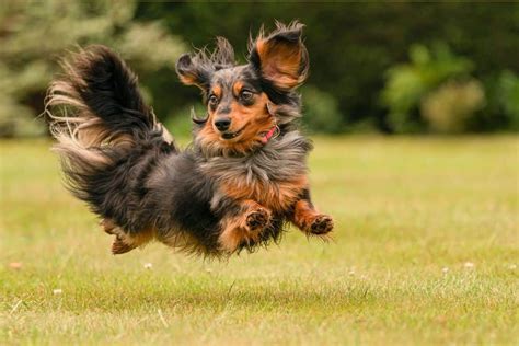 Dapple Dachshund Dog Breed Characteristics Pictures Care Tips