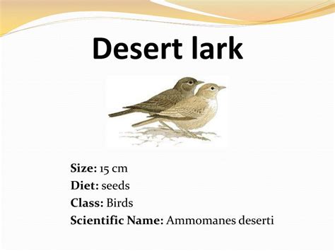 Most cacti are so well armed with spines than few animals will even attempt to eat them. PPT - Animals in the D esert Biome PowerPoint Presentation ...