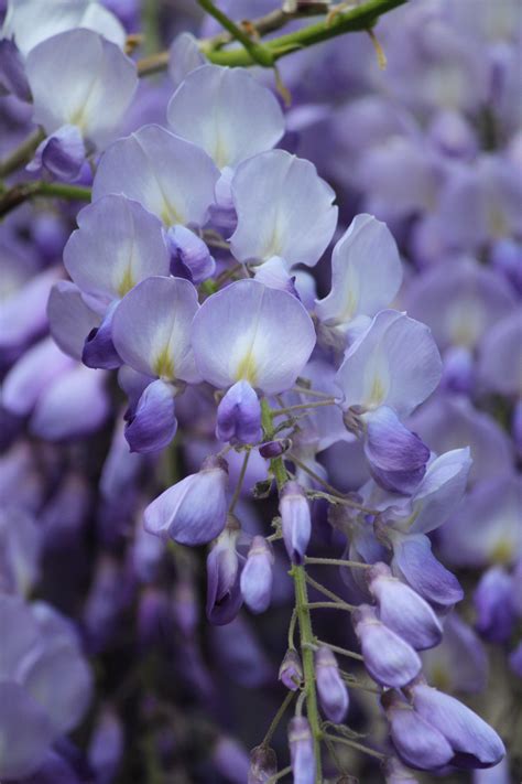 Free Images Nature Blossom Purple Petal Bloom Botany Colorful