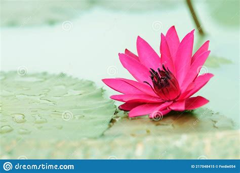 Hot Pink Water Lily In Green Background Stock Image Image Of Pads