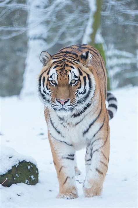Siberian Tiger Panthera Tigris Altaica In Snow Captive Photograph By