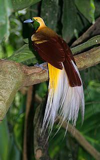 Burung ini di sebut juga sebagai warna yang menghiasi bulu burung cendrawasih merupakan perpaduan dari beberapa warna seperti cokelat, orange, hitam, kuning, biru, putih hijau. Gambar Burung Cendrawasih Kartun Hitam Putih - Gambar Burung