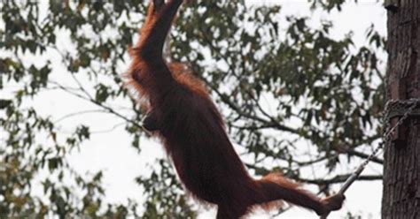 Borneo Orangutans Get Helping Hand To Meet Mates Cbs News